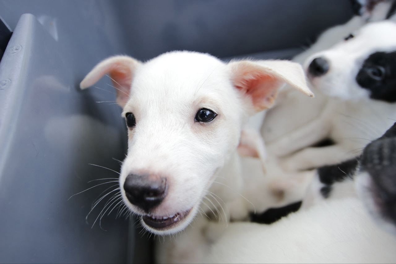 ¿Buscas mascota? COMUSA tiene una para ti