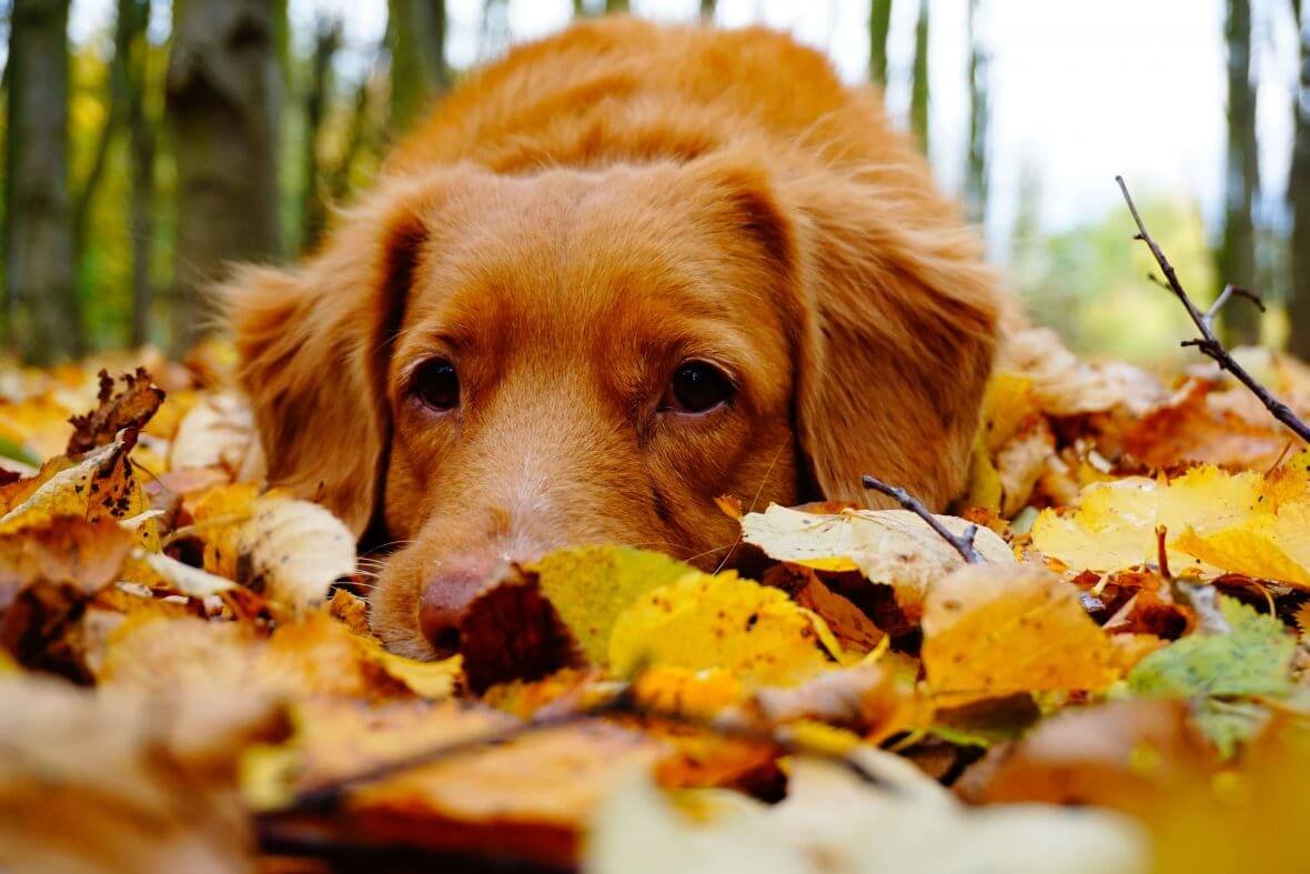 Llegó el otoño a los dos Laredos