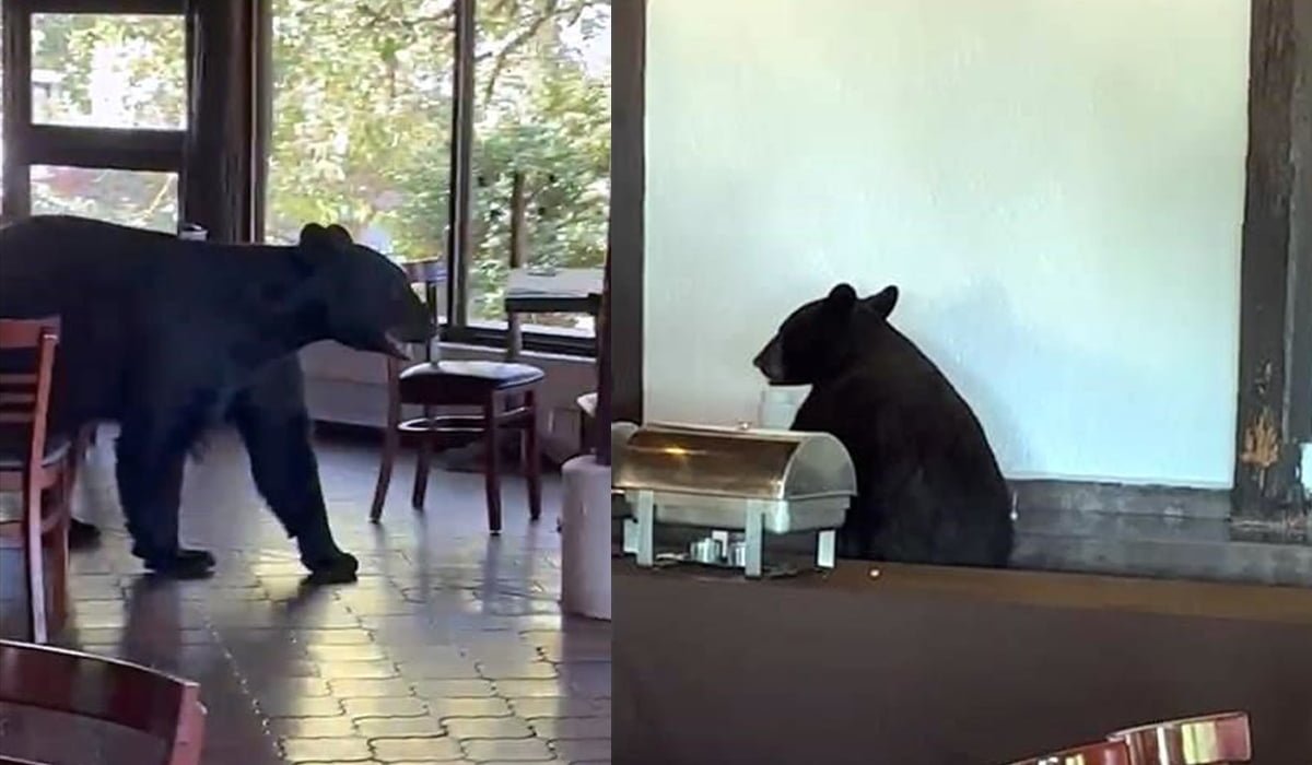 Oso ‘se invita’ a restaurante en Chipinque