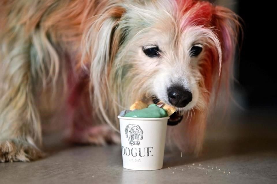Abren restaurante exclusivo para perros
