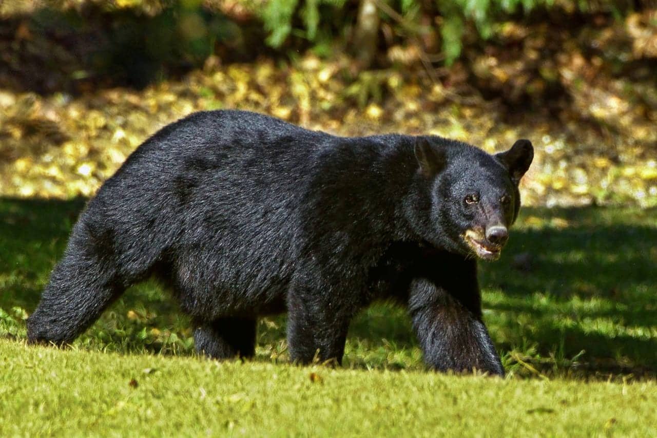 Oso ataca a niño en casa de sus abuelos