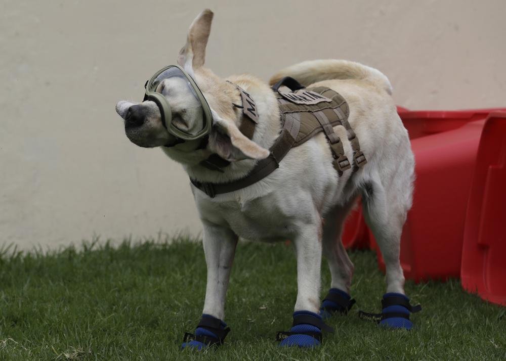 Adiós, Frida, símbolo de la esperanza
