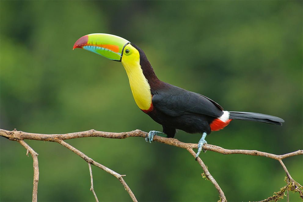 Trafican animales en peligro de extinción por redes sociales
