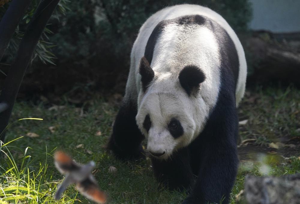 Pandas en México… ¿el fin está cerca?