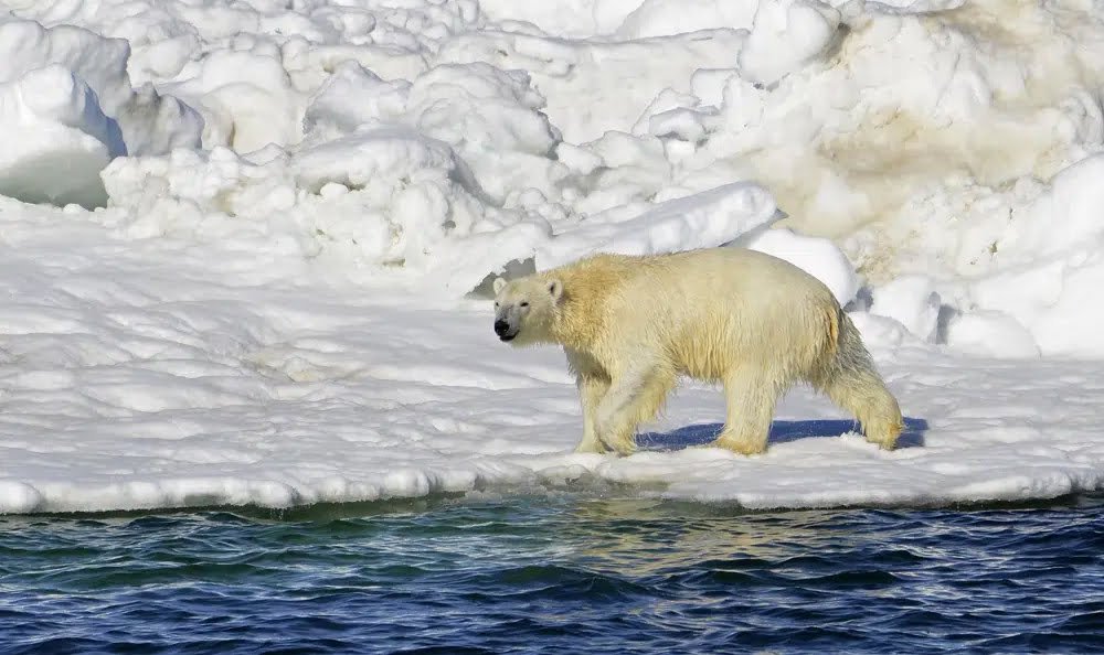 Ataca oso polar y mata a mujer y su bebé