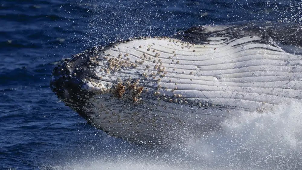 Ballenas jorobadas ahora cantan menos