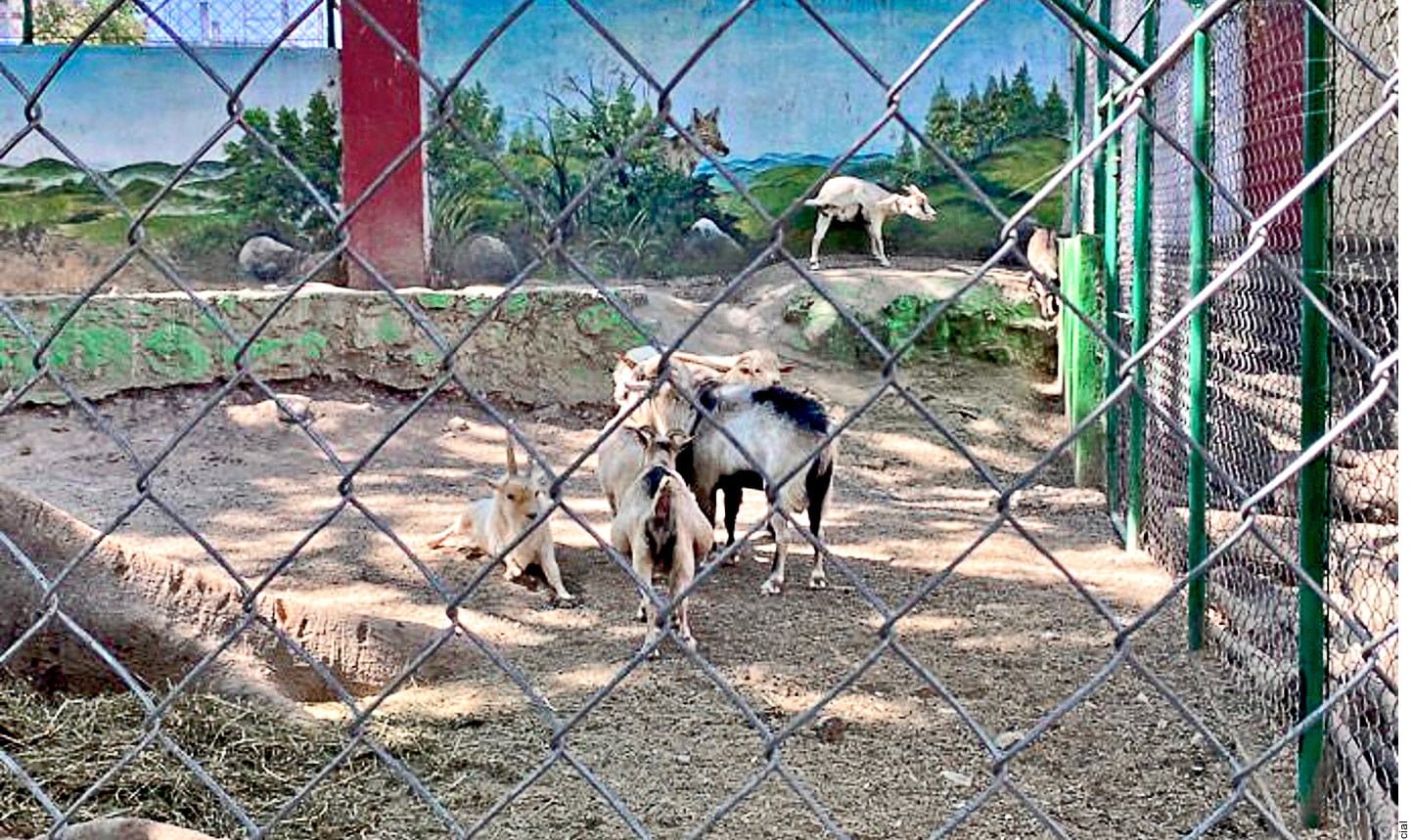 Director del zoológico cocinaba animales para comerlos
