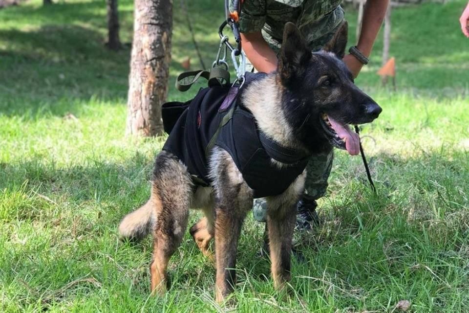 Muere ‘Proteo’, perrito rescatista mexicano en Turquía