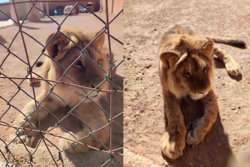 Hallan cachorro de león en ‘yonque’
