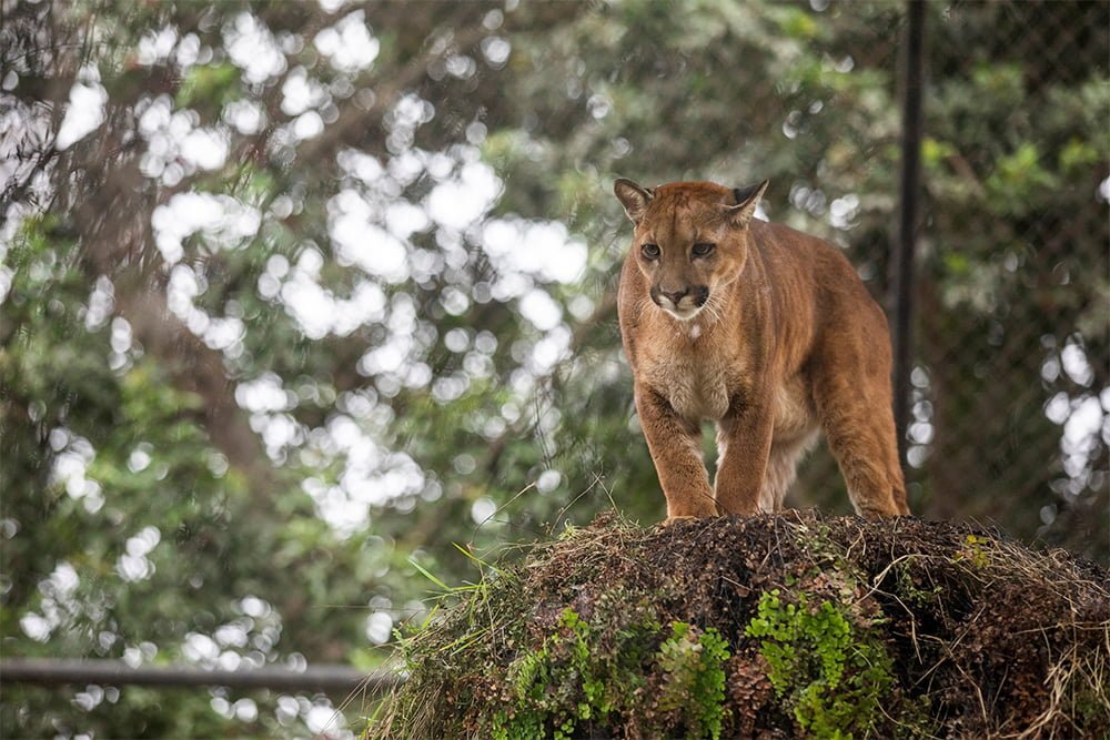 Avistan puma con dos crías en Cadereyta