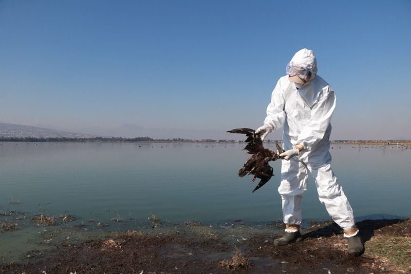 Mata ‘El Niño’ cientos de aves en la costa mexicana