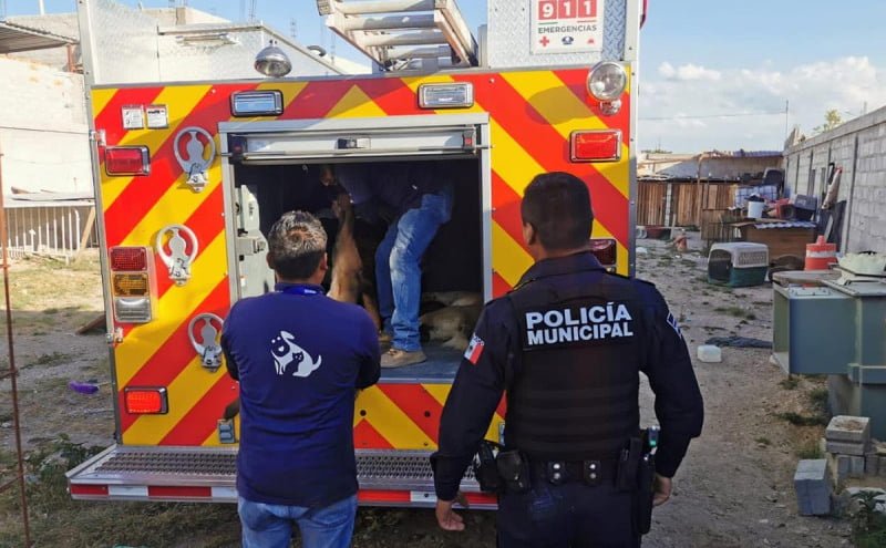 Rescatan a 20 perritos maltratados de ‘escuela’