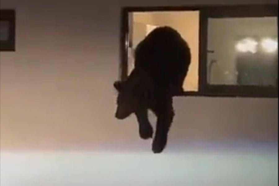 Oso se mete a casa en Santa Catarina