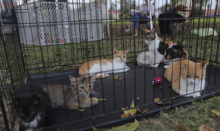 Emprenden jornada de adopción de animalitos