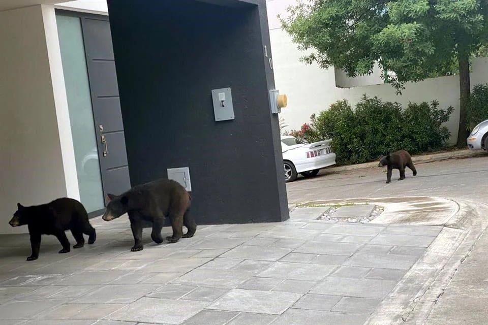 Pasean cuatro osos por calles de Monterrey
