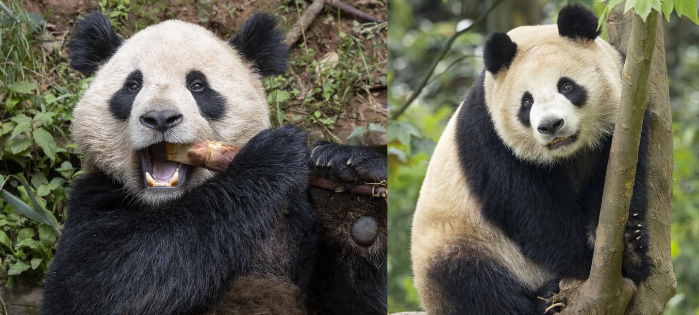 Pareja de pandas viajará a San Diego