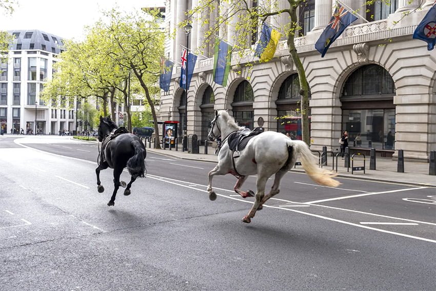 Escapan cinco caballos en las calles de Londres