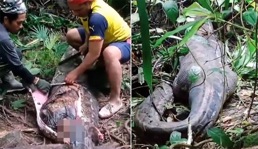Desaparece mujer; la hallan dentro de pitón gigante