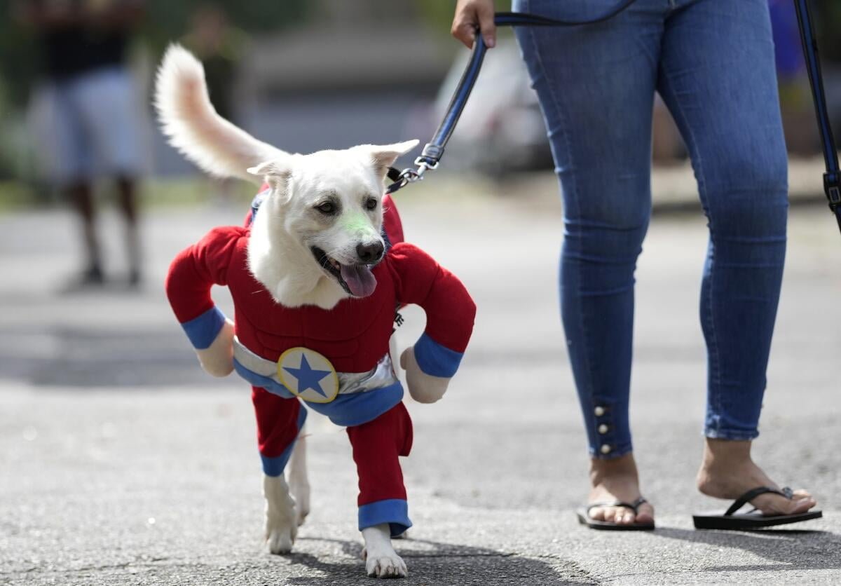 ‘Matan’ dueños de ‘amor’ a mascotas