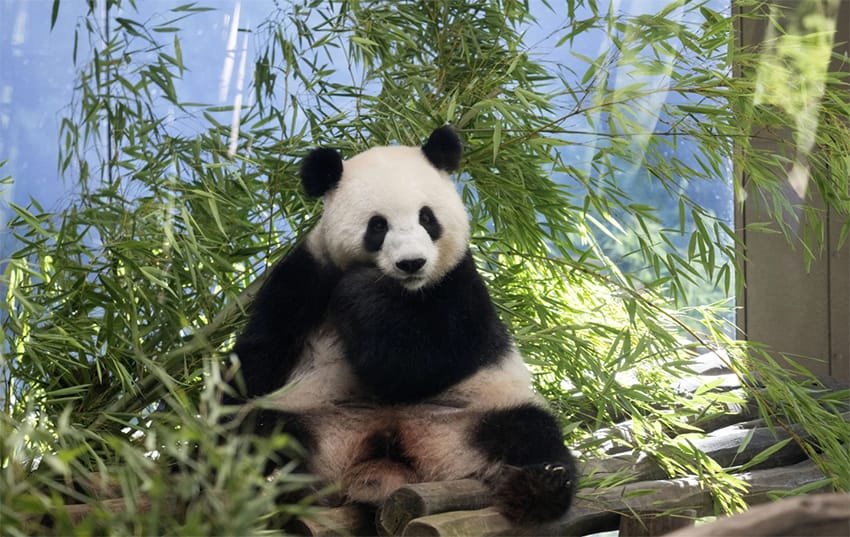 Nacerán dos pandas en el Zoológico Berlín, en agosto