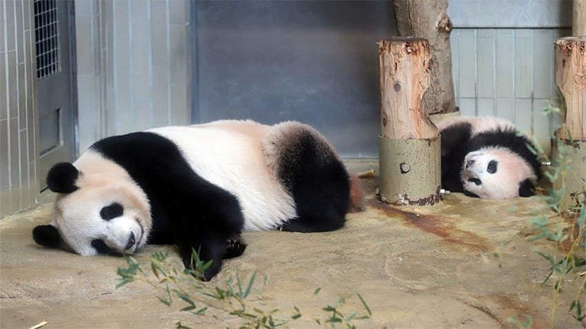 Llora Japón al despedir a pareja de pandas