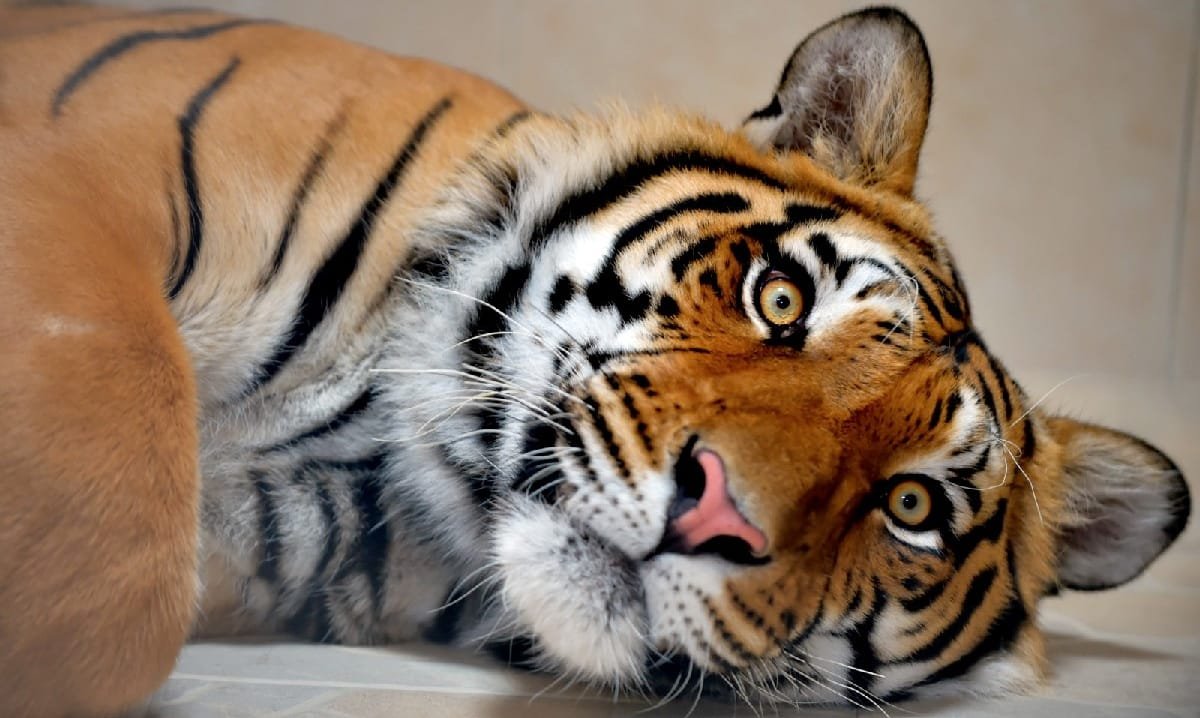 Atrapan a tigre que se fugó; lo llevarán a Ciudad Victoria