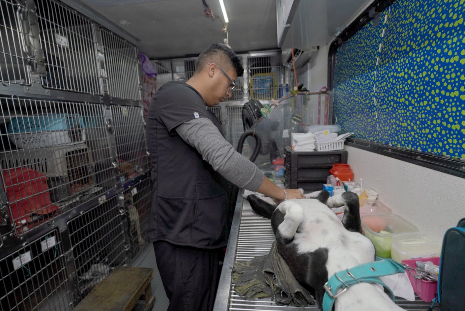 Arranca campaña de esterilización de perros y gatos callejeros