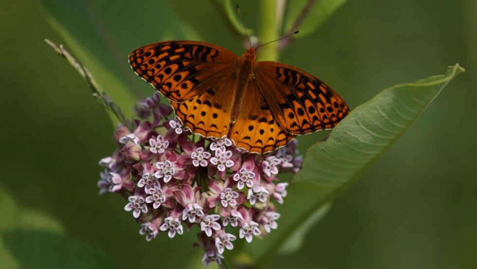 Las mariposas desaparecen a ritmo catastrófico