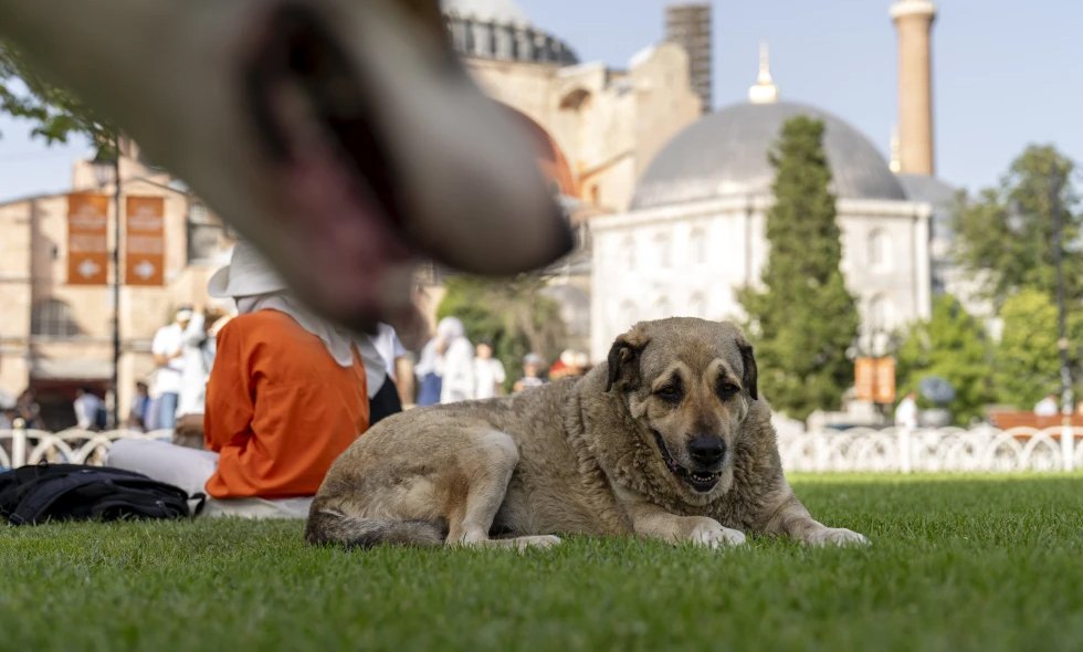 Ordenan retirar a millones de perros de calles de Turquía