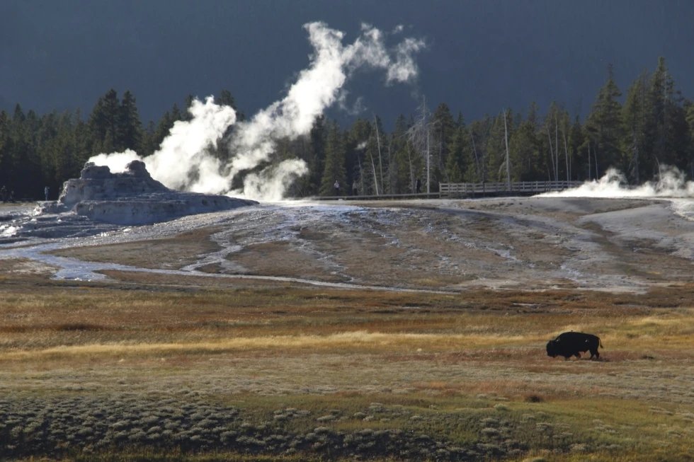Embiste bisonte a hombre en Yellowstone