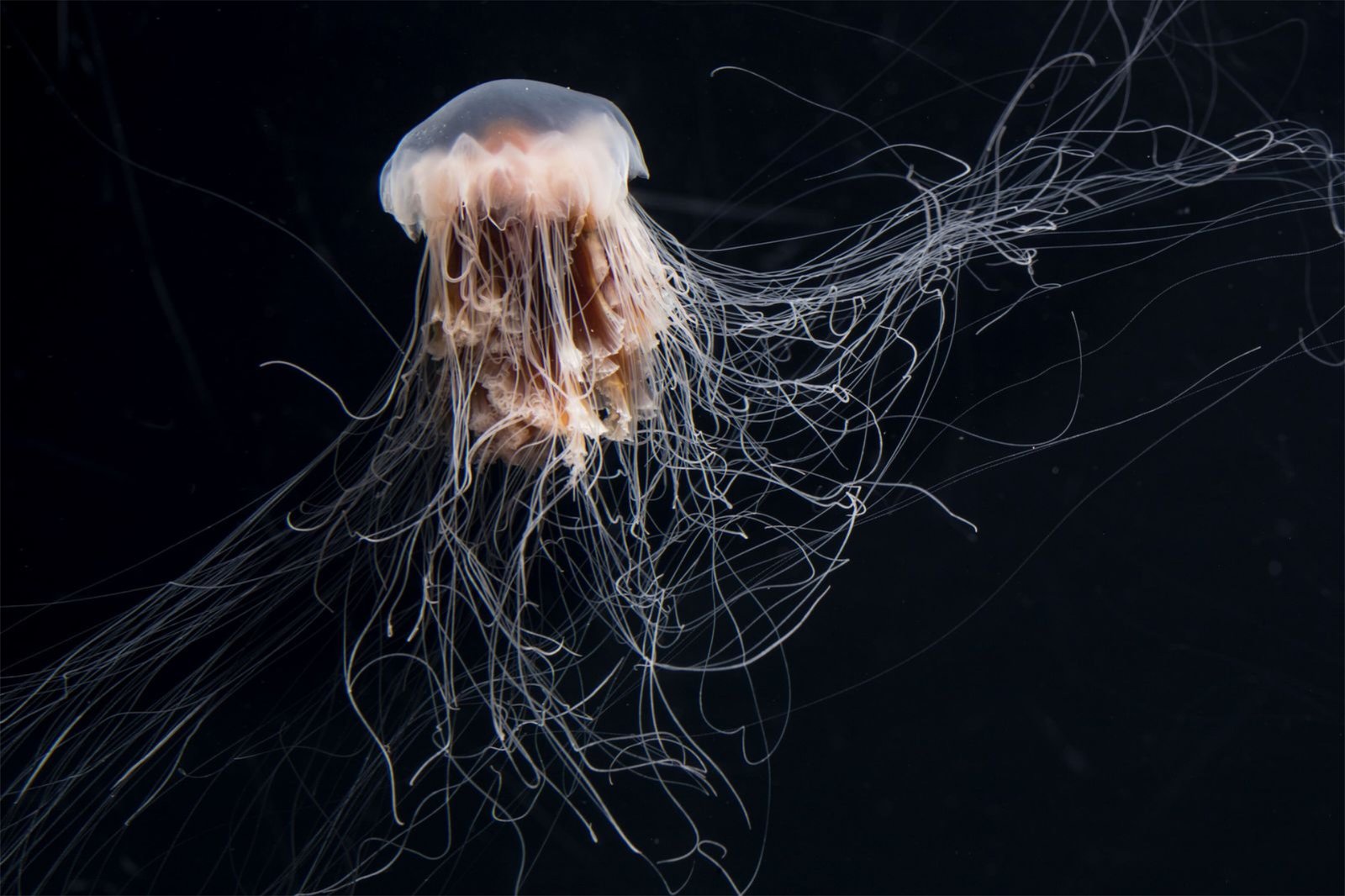 Invaden medusas el mar frente a Estados Unidos